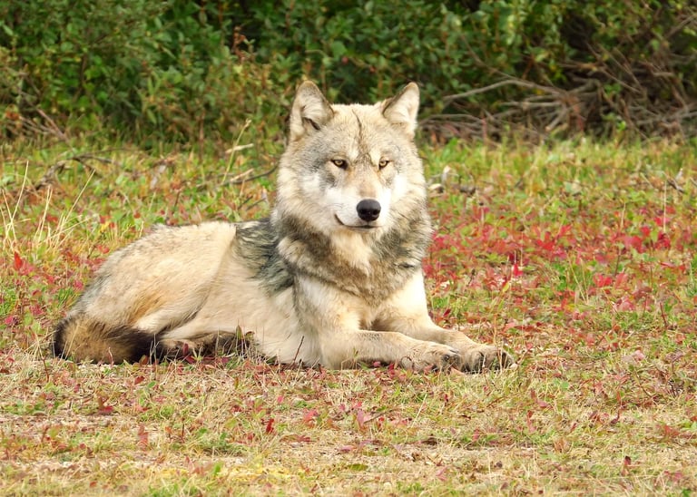 a wolf laying down in the grass
