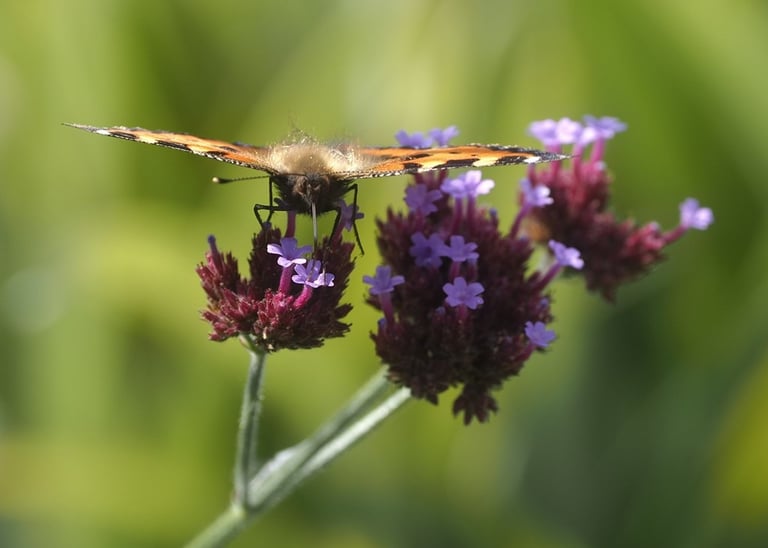 "Painted Lady on Verbena" by Anne Farrell