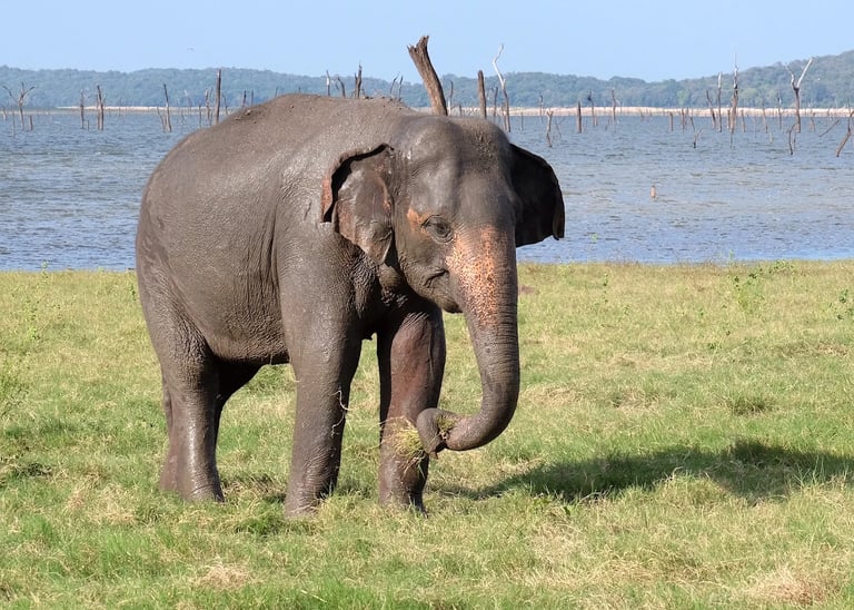 a baby elephant standing in the grass near a body of water