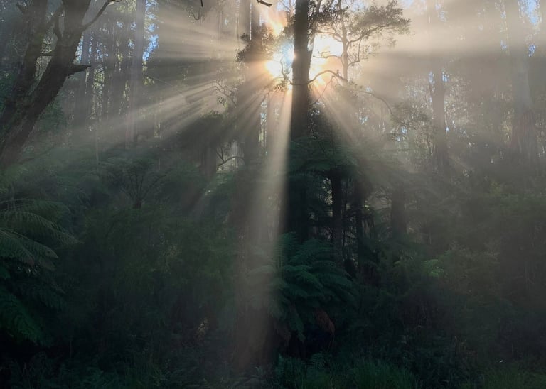 morning sun shining through the trees