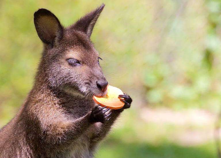 a kangaroo eating in a grassy field