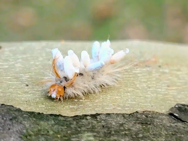 Hixson/Chattanooga - lots of little critters & caterpillars on nature trails at Greenway
