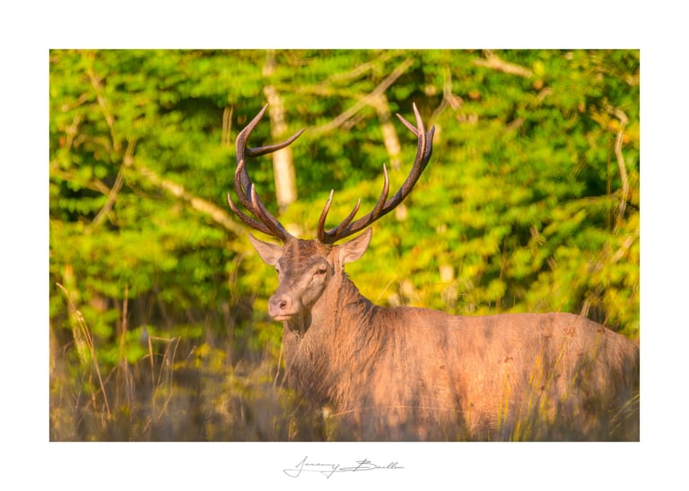 Cerf