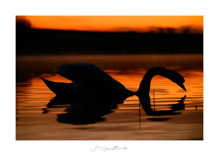 Cygne