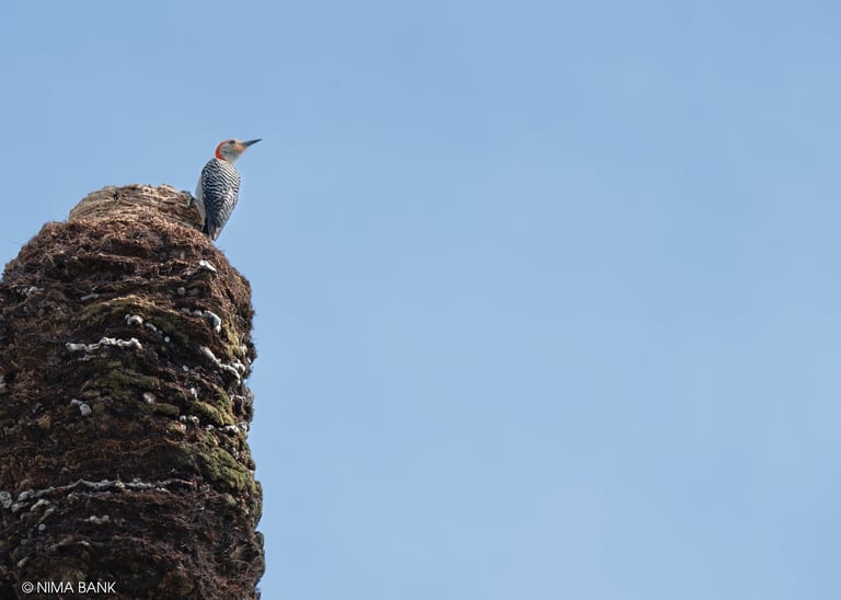 a woodpecker sitting atop a tree trunk in southwest florida swfl
