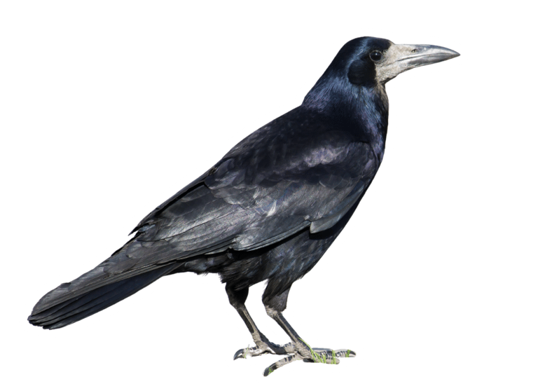 Corbeau freux