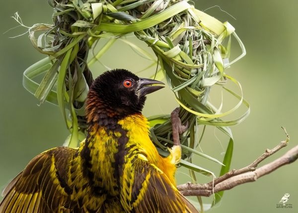 Dorpswever bezig met het bouwen van een nest in Gambia