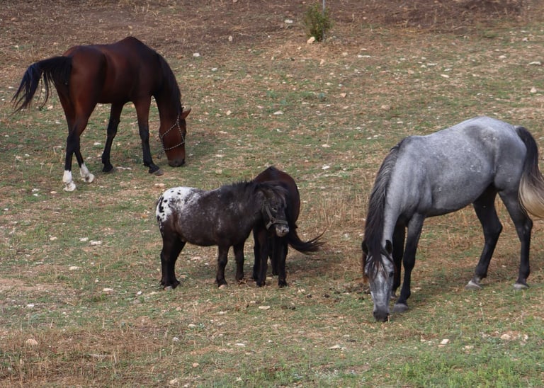 Pferdekoppel auf Mallorca Son Servera bei MoTanja
