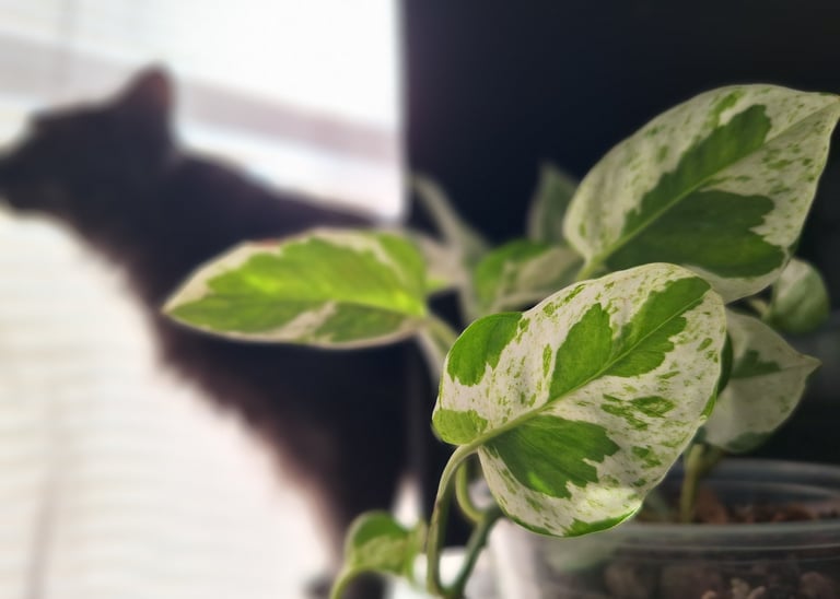 Pothos houseplant with variegated leaves in a cozy home setting with cat in background