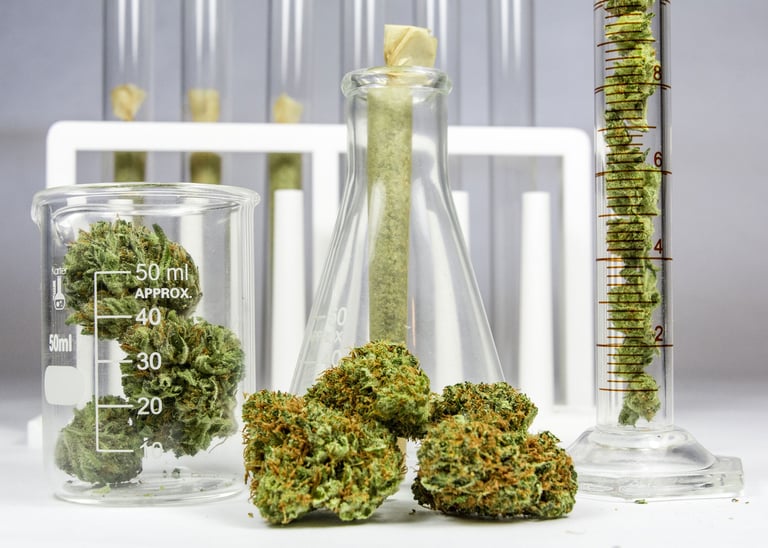 Cannabis flower buds in laboratory glassware for medical marijuana testing and research.