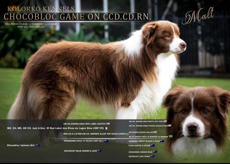 rench bloodlines chocolate and white border collie stud dog 