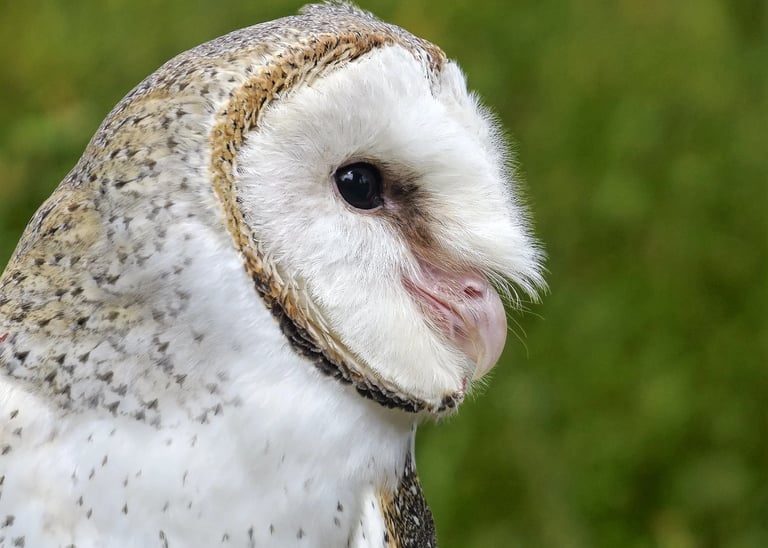 a close up of a barn owl