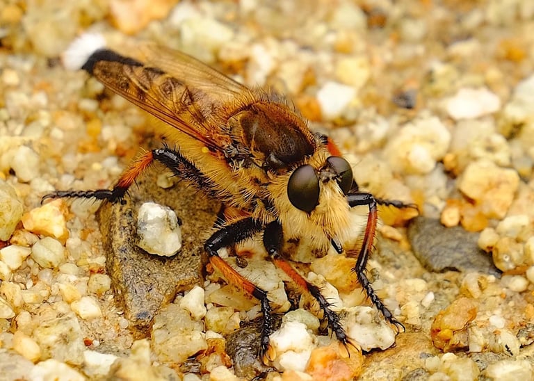 a brown and black insect on a graveled ground