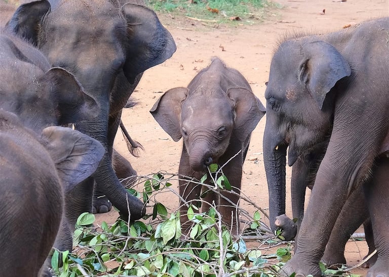 a group of elephants standing around a tree