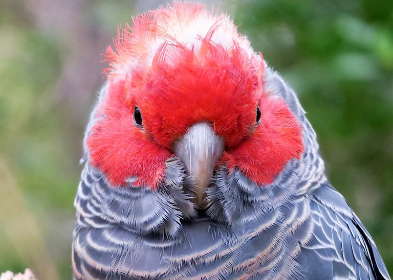 a gang-gang cockatoo bird 