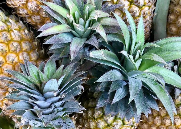 a bunch of pineapples with green leaves