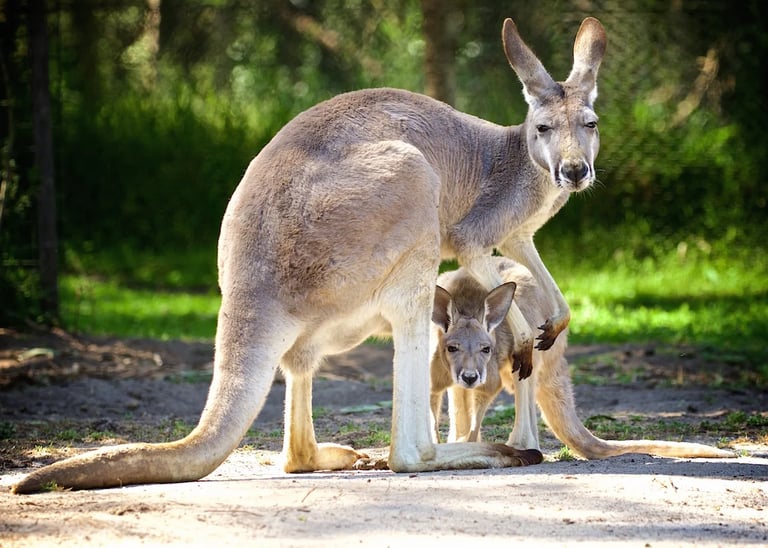 a kangaroo and young standing in the dirt