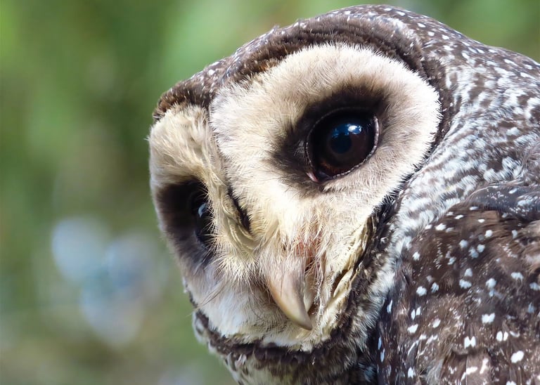 a close up of a sooty owl