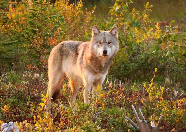 a wolf in the wild with a deer antelope