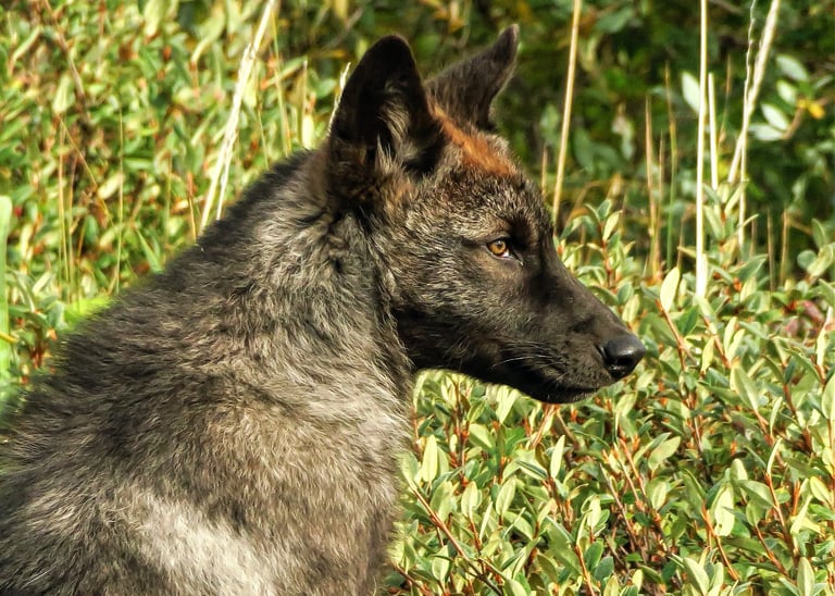 a wolf cub is sitting in the grass and looking at something
