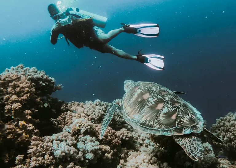 Plongée avec les tortues aux Philippines