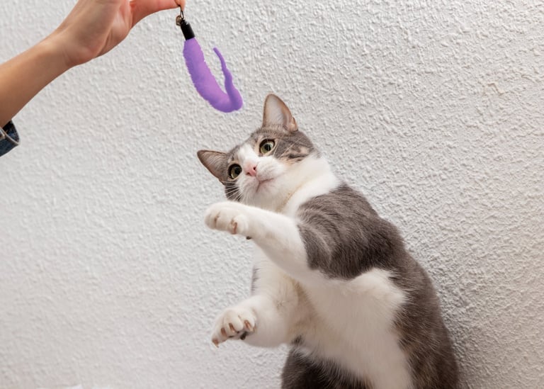 cat playing at Fido's Pet Sitters Lynnwood washington