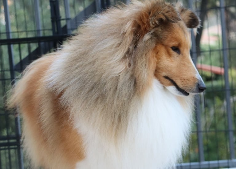 Planes de camada de pastor de las islas de shetland, Shetland Sheepdog
