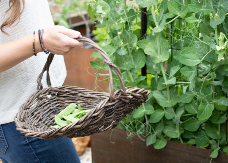 Julie Picchiotti Harvesting Sugar Snap Peas