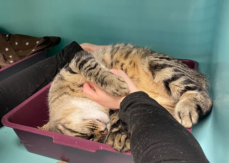 Ostéopathe pour chat Belgique