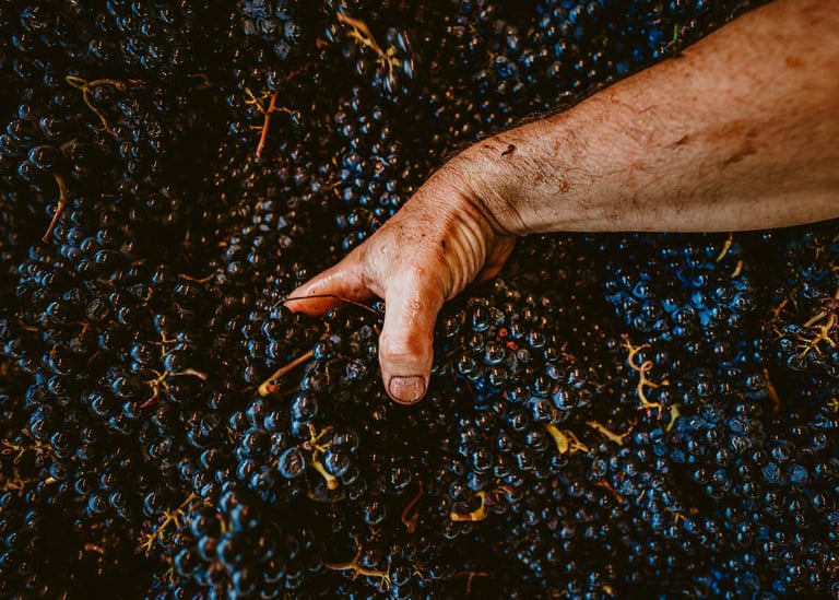 Pinot noir Chevrot