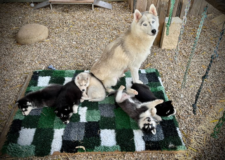 Huskyhündin mit ihren Welpen.