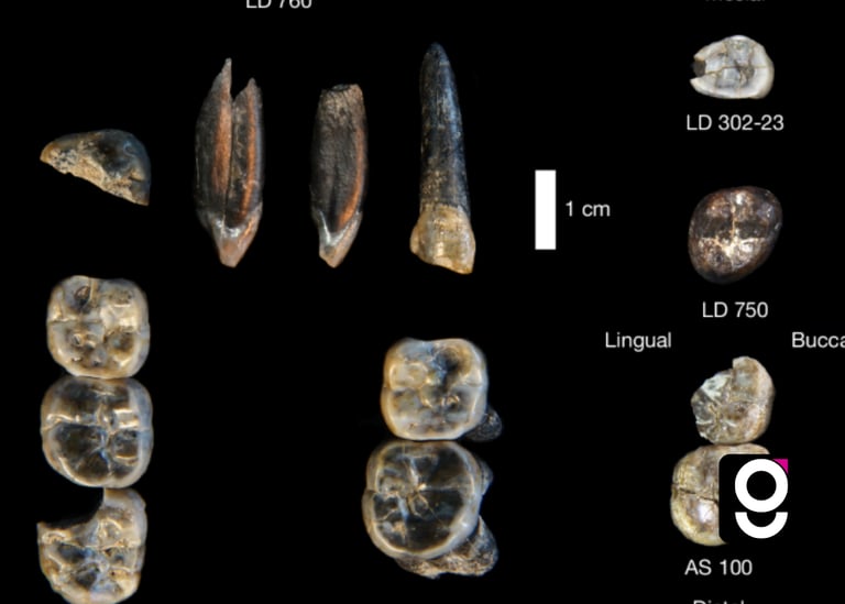 Nova espécie Australopithecus descoberta na Etiópia tem 2,6 milhões de anos