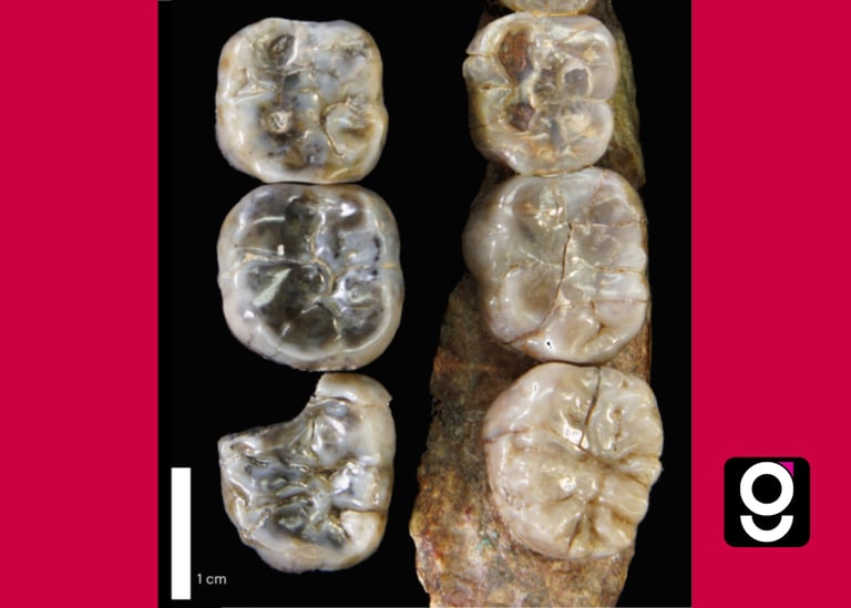 Nova espécie Australopithecus descoberta na Etiópia tem 2,6 milhões de anos