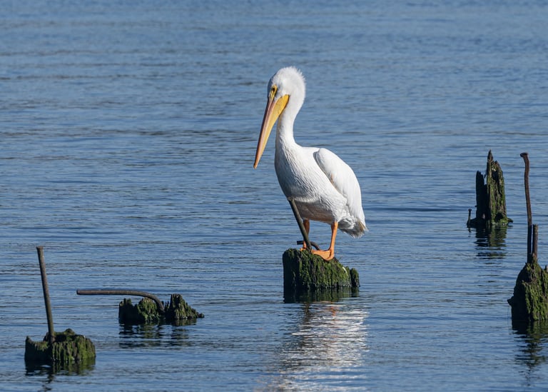 White Pelican on the Oregon Coast