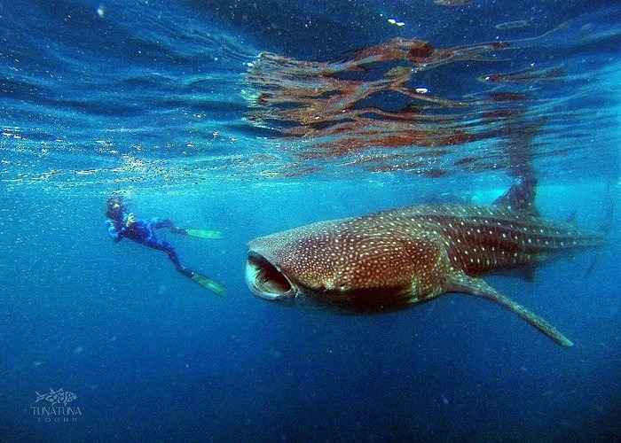 A person snorkeling next to a massive whale shark swimming in the clear blue ocean water.