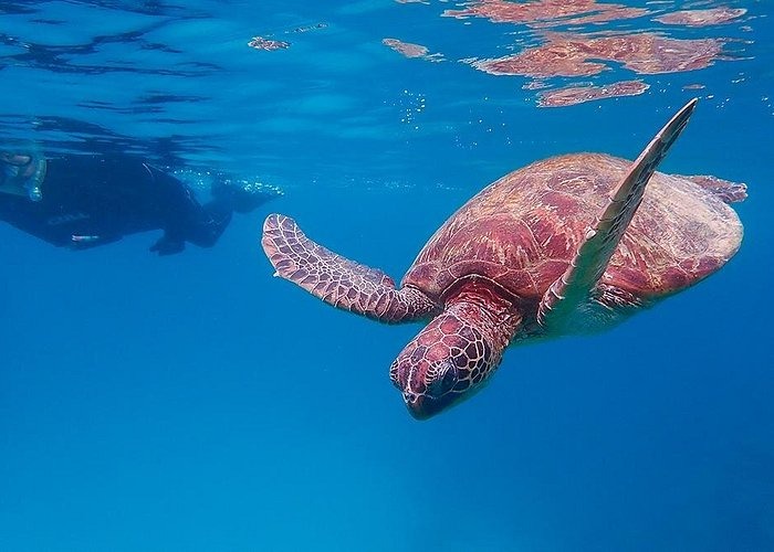 A green sea turtle swimming in blue ocean water with a snorkeler in the background.