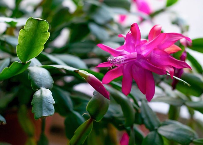 a bushy Christmas Cactus with a pink flower