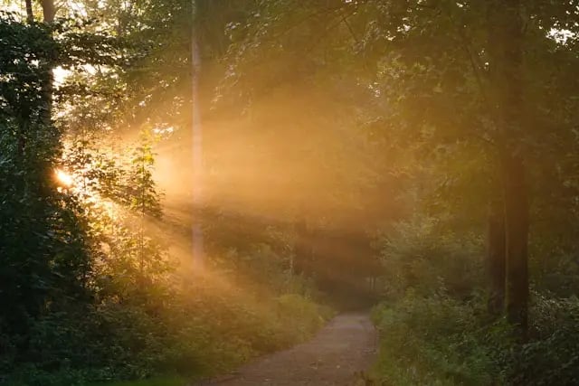 un raggio di sole che illumina una strada nel bosco