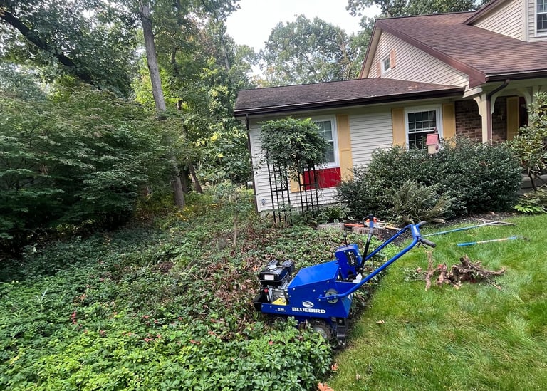 A blue BlueBird sod cutter landscaping machine trimming an overgrown garden bed near a house.