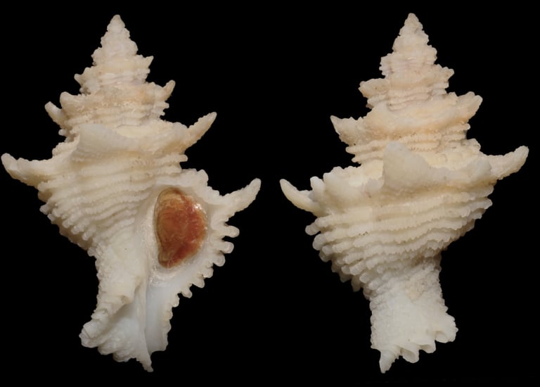 Babelomurex benoiti anatomical specimen 