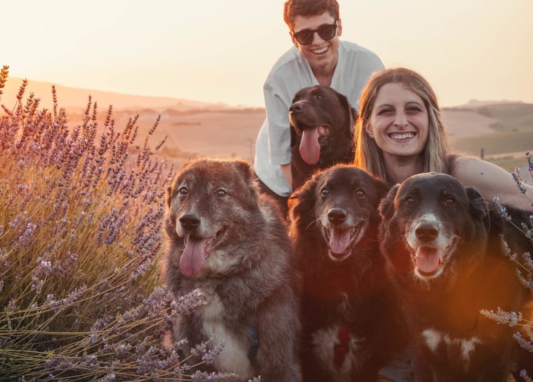 ragazzi al tramonto con quattro cani in un campo di lavanda