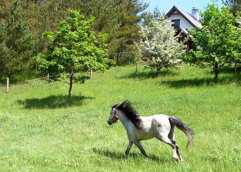 domek w sosnowym lesie, konie
