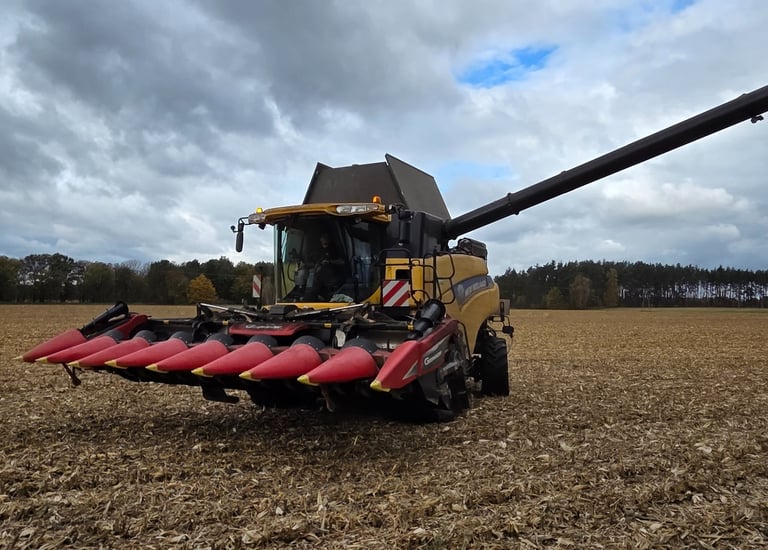 Zbiór kukurydzy na ziarno