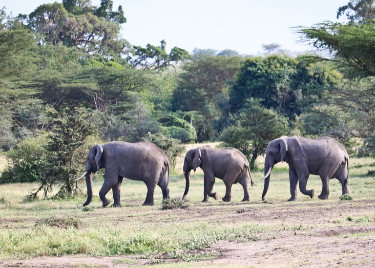 Elephants at the Samburu Reserve, Kenya