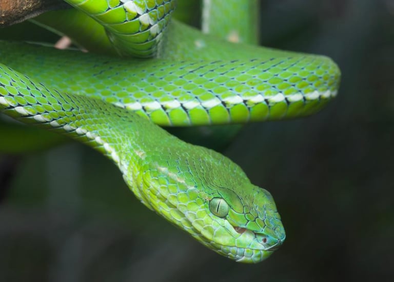 Hagen’s pit viper (Trimeresurus hageni), a venomous green pit viper native to Southeast Asia.