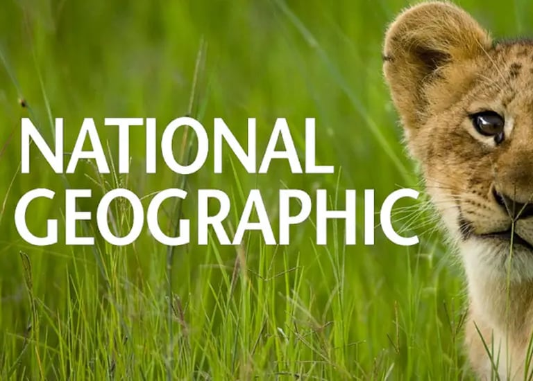 a lion cub cub cub standing in tall grass