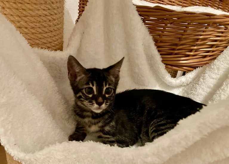 Chaton Bengal silver charcoal tabby – future femelle reproductrice de l’élevage Cocoro