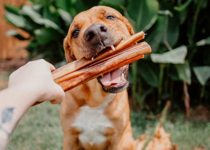 /dog-treats/bully-stick