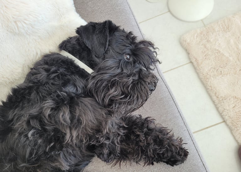 Vintus, étalon élevage des Diamants Noirs d'Also