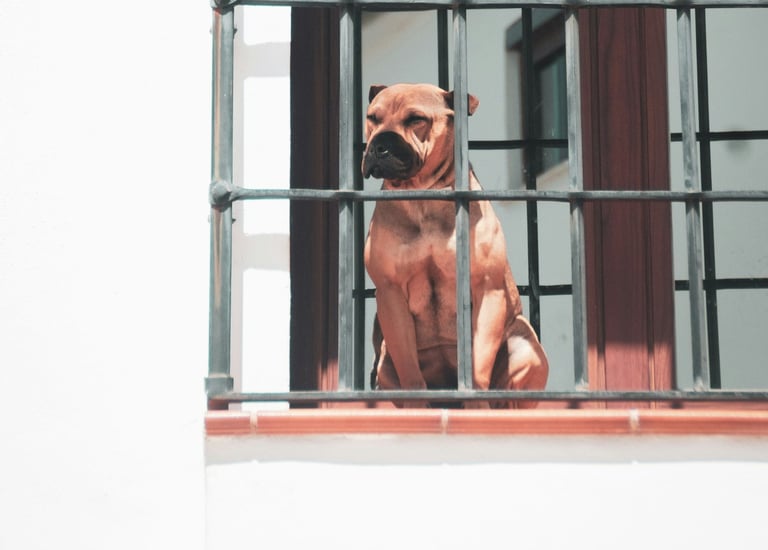 Immobilien und Steuern – Hund hinter Gitter